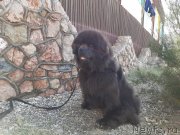 Превью фото № 246104