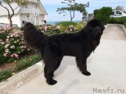 Превью фото № 246147