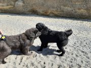 Превью фото № 246165