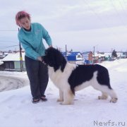 Превью фото № 246171