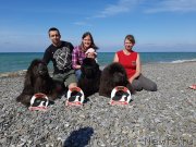 Превью фото № 246176