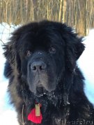 Превью фото № 246189