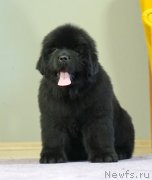 Превью фото № 246265