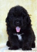 Превью фото № 246272