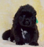 Превью фото № 246273