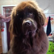 Превью фото № 246277