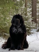 Превью фото № 246278