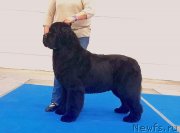 Превью фото № 246307