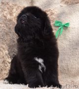 Превью фото № 246341