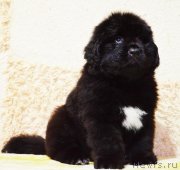 Превью фото № 246345