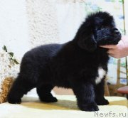 Превью фото № 246346