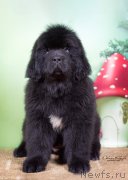 Превью фото № 246360