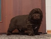 Превью фото № 246390