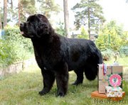 Превью фото № 246431