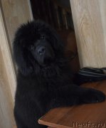 Превью фото № 246454