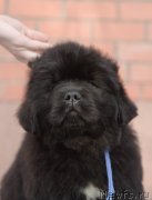 Превью фото № 246462