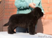 Превью фото № 246465