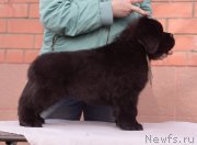 Превью фото № 246479