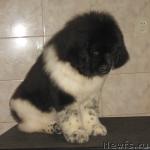 Превью фото № 24649