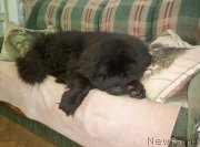 Превью фото № 246512