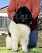 Превью фото № 246574