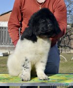 Превью фото № 246576