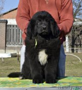 Превью фото № 246579