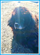 Превью фото № 246616