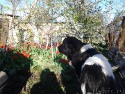 Превью фото № 246619