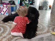 Превью фото № 246677