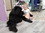 Превью фото № 246681