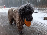 Превью фото № 246683