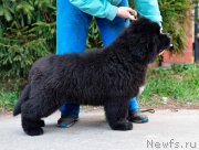 Превью фото № 246689