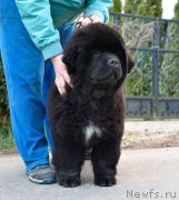 Превью фото № 246690