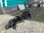 Превью фото № 246696