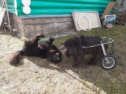 Превью фото № 246699