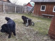 Превью фото № 246701