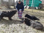 Превью фото № 246704