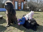 Превью фото № 246712