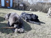 Превью фото № 246715