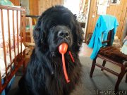 Превью фото № 246731