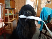 Превью фото № 246732