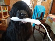 Превью фото № 246733