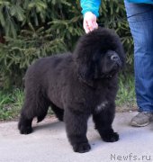 Превью фото № 246738