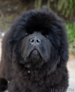 Превью фото № 246740