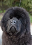 Превью фото № 246742