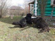 Превью фото № 246746