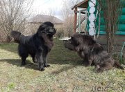 Превью фото № 246752