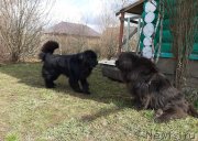 Превью фото № 246753