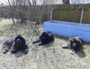 Превью фото № 246764